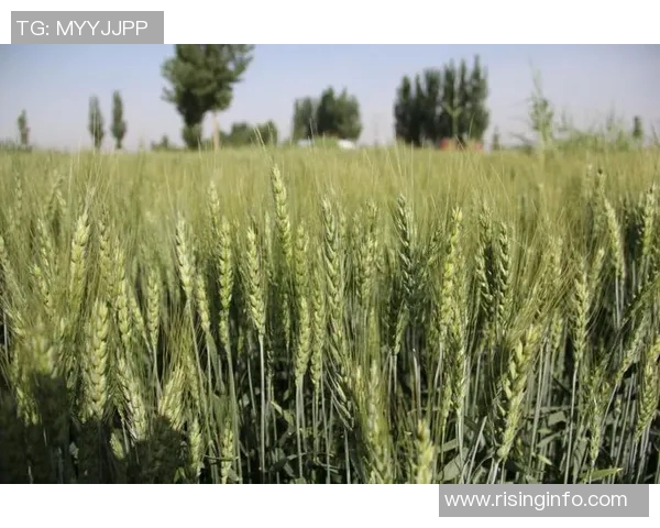 头号种子与三号种子的巅峰对决谁将赢得最终胜利